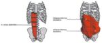 Тренажер для поясницы сгибательный David SPINE CONCEPT F130 DMS-EVE — изображение 4